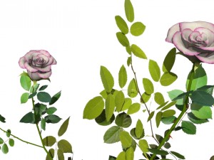 6 rose bushes Modelo 3D