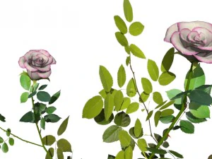 6 rose bushes 3D Model