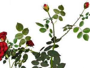 6 rose bushes 3D Model