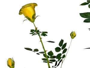 6 rose bushes 3D Model