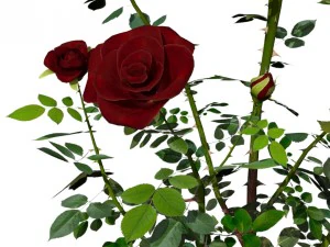 6 rose bushes 3D Model