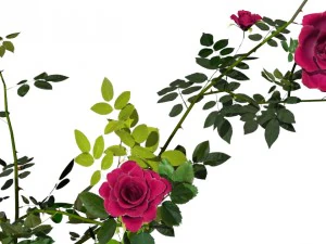 6 rose bushes 3D Model