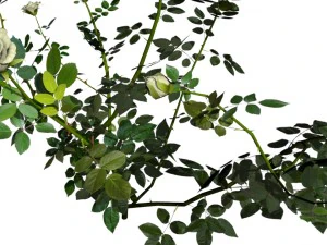 6 rose bushes 3D Model
