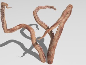 Tentacle 3Dモデル