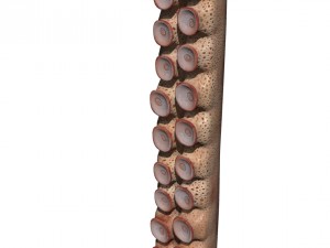 Tentacle 3Dモデル