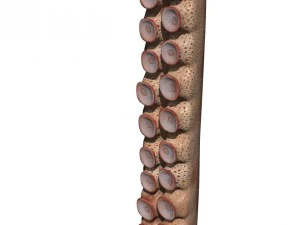 Tent&aacute;culo Modelo 3D