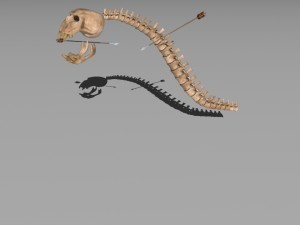 slime skeleton 3D मॉडल