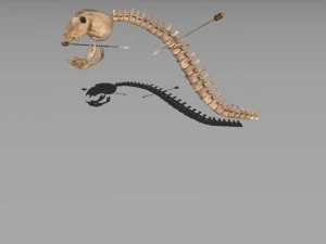 slime skeleton 3D Model