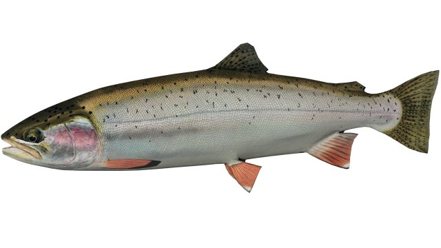 trout Model 3D .c4d .max .obj .3ds .fbx .stl .blend 