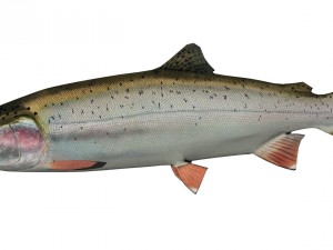 trout 3D Model