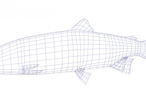trout Model 3D
