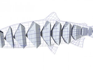 trout Model 3D