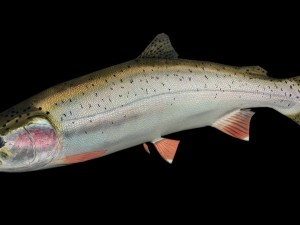 trout Model 3D