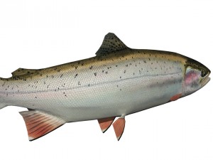 trout Model 3D