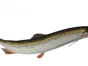 trout Model 3D