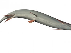 trout Model 3D