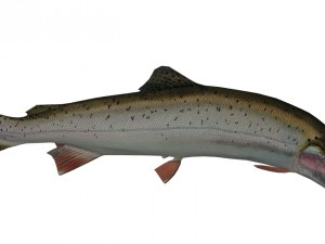 trout Model 3D