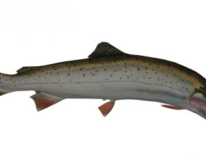 송어 3D 모델