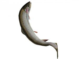 trout Model 3D