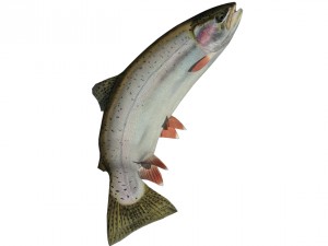 trout Model 3D