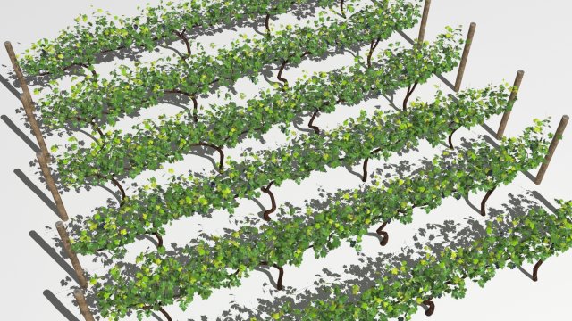 vineyard Modelo 3D .c4d .max .obj .3ds .fbx .stl .blend 