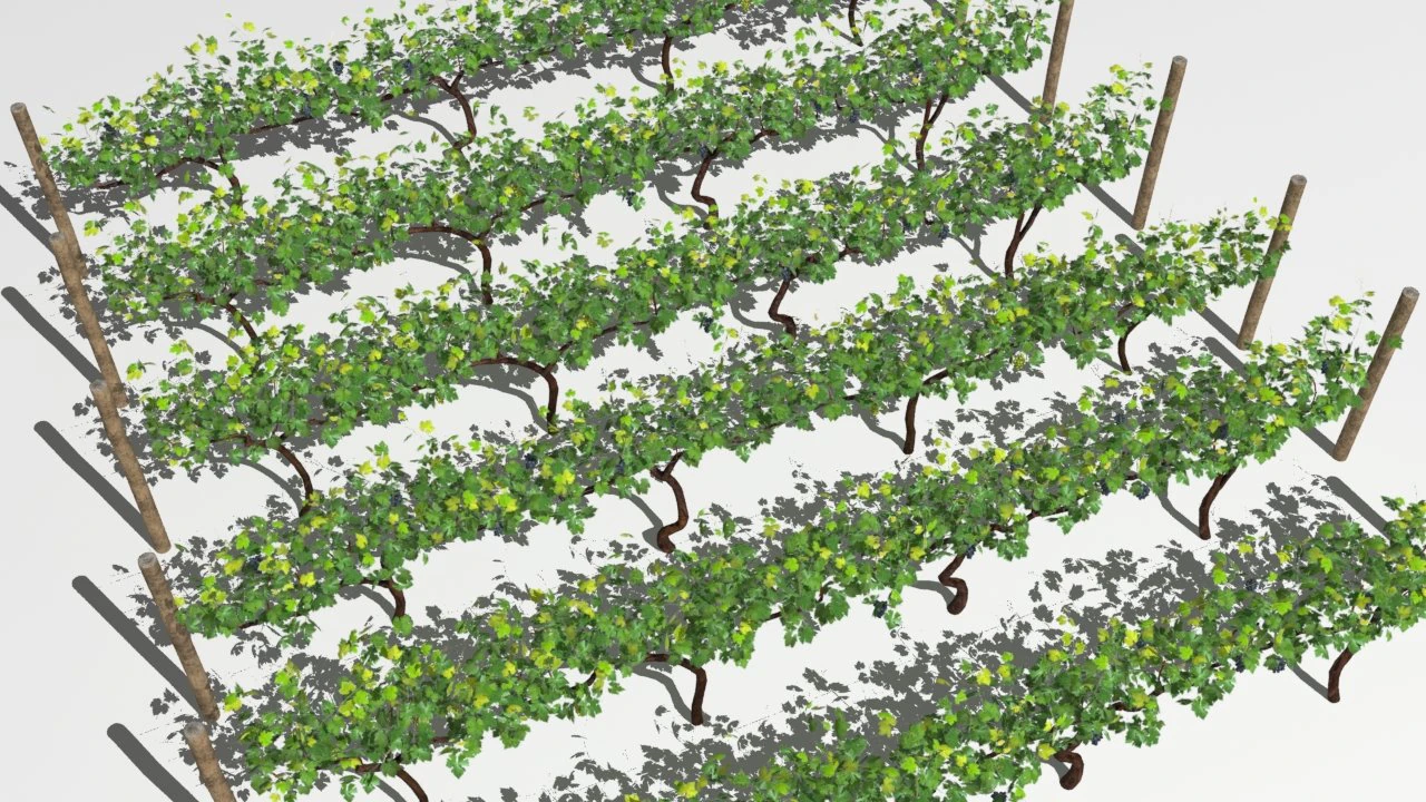 vineyard 3D Model .c4d .max .obj .3ds .fbx .stl .blend 