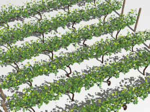 vineyard 3D-Modell
