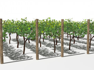 vineyard Modelo 3D