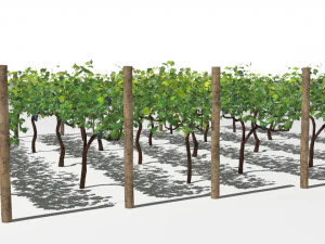 vineyard 3D Model