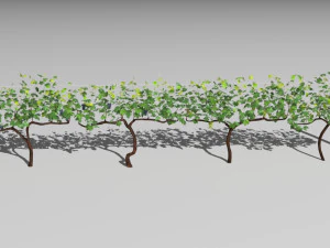vineyard 3D Model