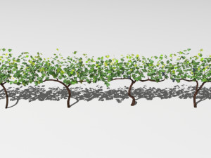 vineyard Modelo 3D