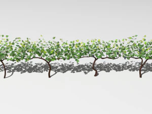 vineyard 3D Model