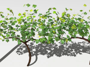 vineyard 3D Model