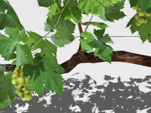 vineyard Modelo 3D
