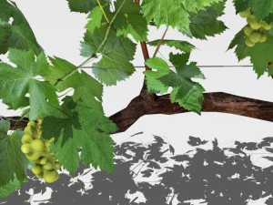 vineyard 3D Model