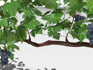 vineyard 3D Model
