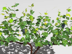 vineyard 3D Model