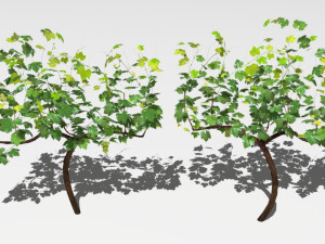 vineyard Modelo 3D