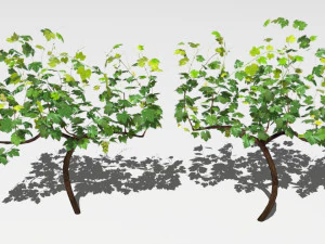 vineyard 3D Model
