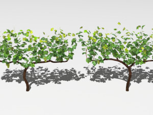 vineyard Modelo 3D