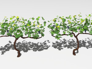 vineyard Modelo 3D
