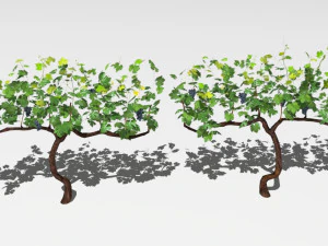 vineyard 3D Model