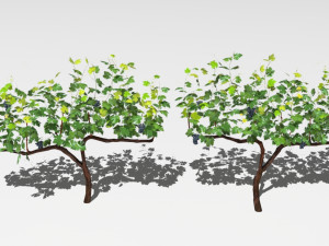 vineyard Modelo 3D