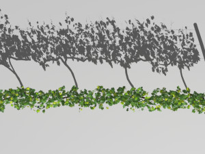 vineyard Modelo 3D