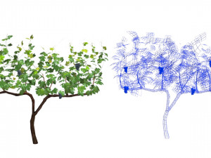 vineyard Modelo 3D