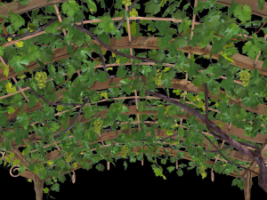 vine pergola Modelo 3D