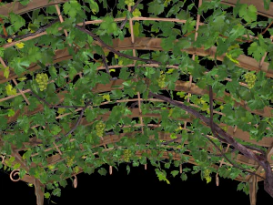 vine pergola 3D Model