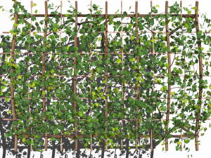 vine pergola Modelo 3D