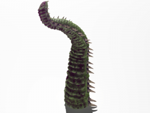 Worm tentacle Model 3D