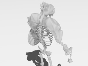 ice skeleton 3D 模型